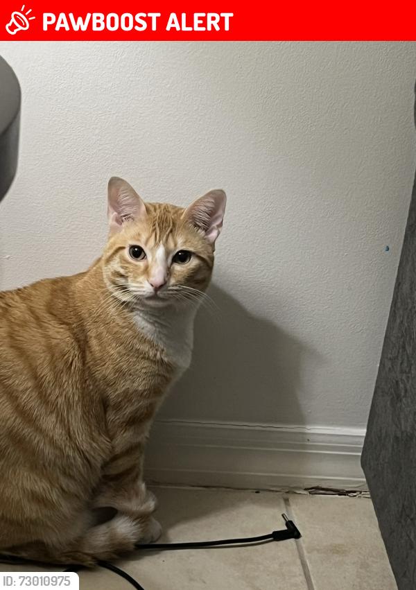 Lost Male Cat last seen Golden pond blvd, Oakleaf Plantation, FL 32073