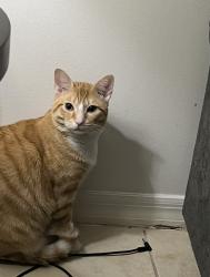 Lost Male Cat last seen Golden pond blvd, Oakleaf Plantation, FL 32073