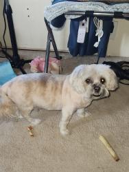 Reunited Male Dog last seen Near Curtner Ave, San Jose, CA 95125, USA, San Jose, CA 95125