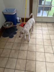 Lost Female Dog last seen Last seen near together with my other dog that I found, Campbell and Ivorybridge crossing, Richmond, VA 23236