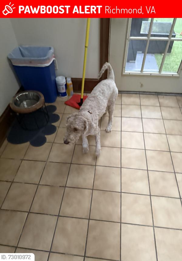 Lost Female Dog last seen Last seen near together with my other dog that I found, Campbell and Ivorybridge crossing, Richmond, VA 23236