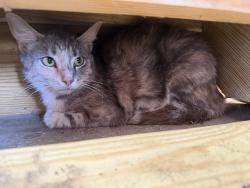 Found/Stray Unknown Cat last seen Ethel and 210, Angier, NC 27501