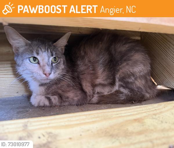 Found/Stray Unknown Cat last seen Ethel and 210, Angier, NC 27501