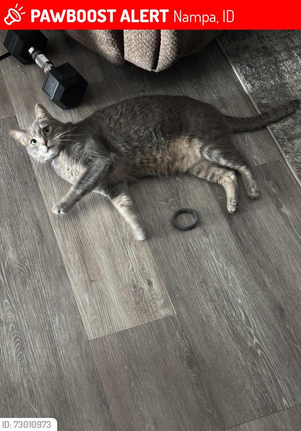 Lost Male Cat last seen South Middle School, Nampa, ID 83686