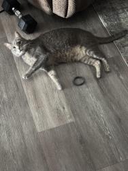 Lost Male Cat last seen South Middle School, Nampa, ID 83686