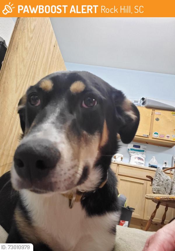 Found/Stray Female Dog last seen Eastview and Plantation Hills, Rock Hill, SC 29732