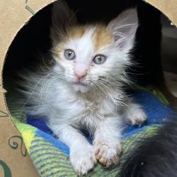 Shelter Stray Female Cat last seen , 4575 E Mesquite Ave, Palm Springs, CA 92264, USA