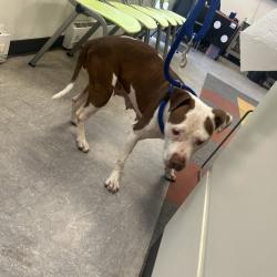 Shelter Stray Female Dog last seen , Animal Care & Control Team of Philly, 111 W Hunting Park Ave, Philadelphia, PA 19140, USA