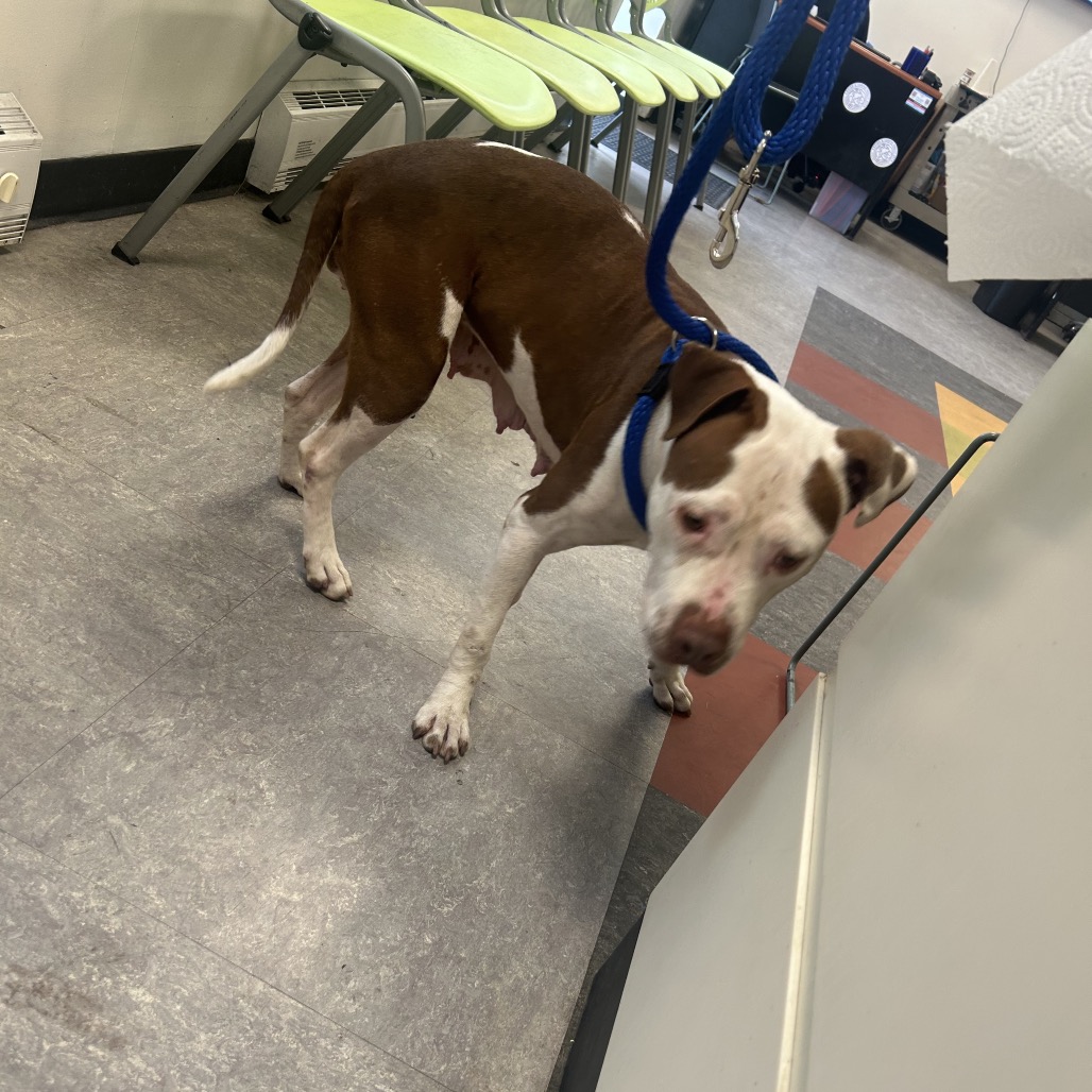 Shelter Stray Female Dog last seen , Animal Care & Control Team of Philly, 111 W Hunting Park Ave, Philadelphia, PA 19140, USA