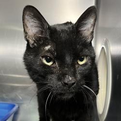 Shelter Stray Unknown Cat last seen , 4575 E Mesquite Ave, Palm Springs, CA 92264, USA