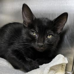 Shelter Stray Female Cat last seen , 4575 E Mesquite Ave, Palm Springs, CA 92264, USA