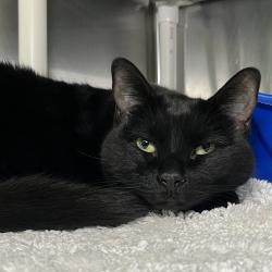 Shelter Stray Female Cat last seen , 4575 E Mesquite Ave, Palm Springs, CA 92264, USA