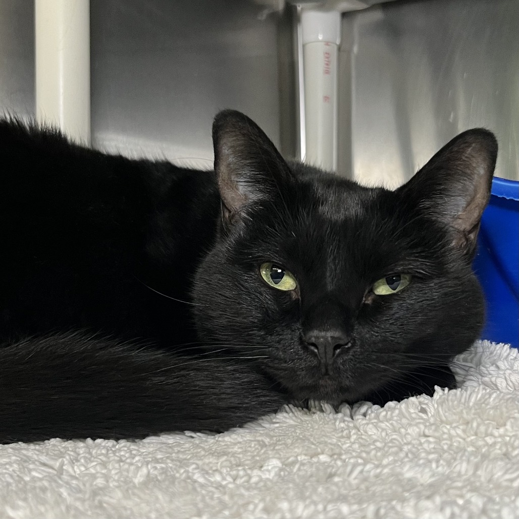Shelter Stray Female Cat last seen , 4575 E Mesquite Ave, Palm Springs, CA 92264, USA