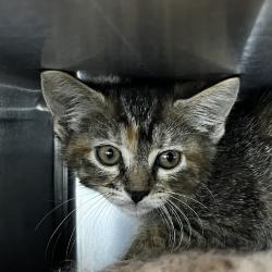 Shelter Stray Female Cat last seen , 4575 E Mesquite Ave, Palm Springs, CA 92264, USA