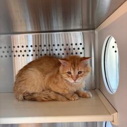 Shelter Stray Male Cat last seen , 3428 S Jenkins Ave, Norman, OK 73072, USA