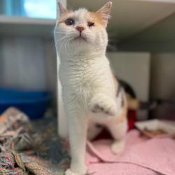 Shelter Stray Female Cat last seen , 99 Victor Rd, Fairport, NY 14450, USA