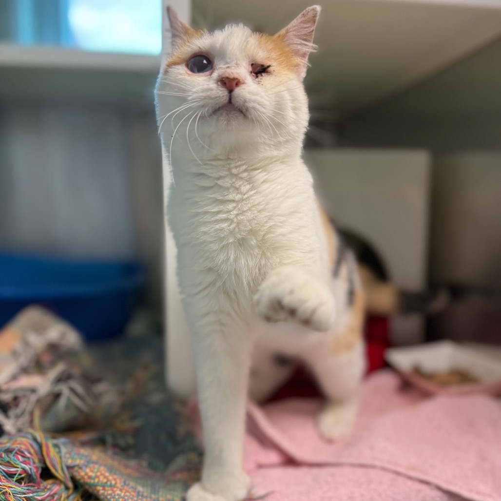 Shelter Stray Female Cat last seen , 99 Victor Rd, Fairport, NY 14450, USA