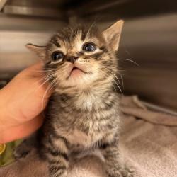 Shelter Stray Male Cat last seen , 54687 Co Rd 19, Bristol, IN 46507, USA