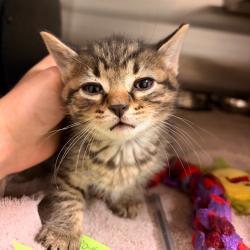 Shelter Stray Male Cat last seen , 54687 Co Rd 19, Bristol, IN 46507, USA