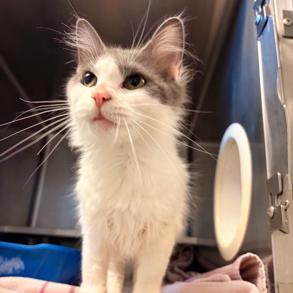 Shelter Stray Female Cat last seen , 54687 Co Rd 19, Bristol, IN 46507, USA