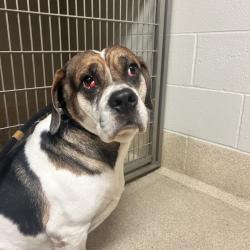 Shelter Stray Male Dog last seen , 54687 Co Rd 19, Bristol, IN 46507, USA
