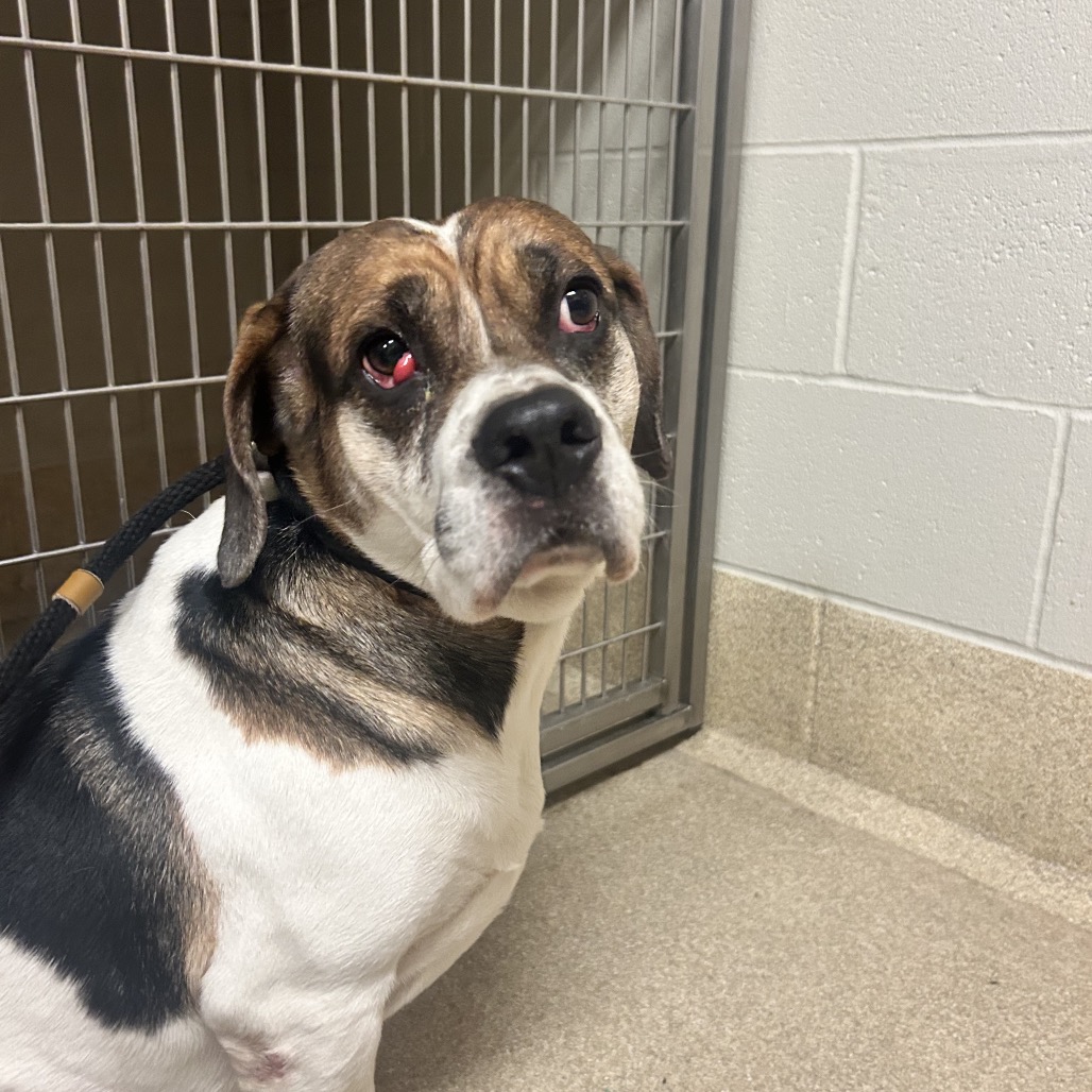 Shelter Stray Male Dog last seen , 54687 Co Rd 19, Bristol, IN 46507, USA