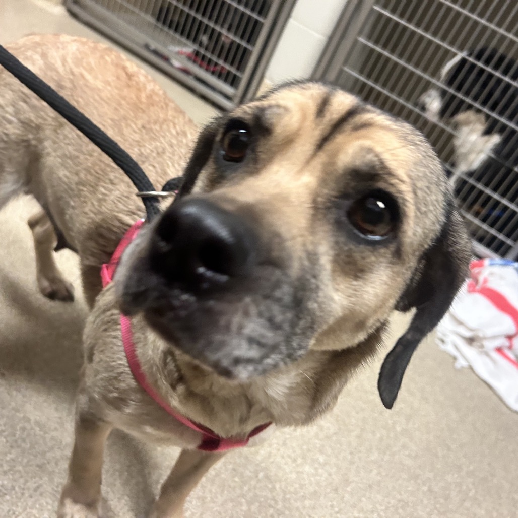 Shelter Stray Female Dog last seen , 54687 Co Rd 19, Bristol, IN 46507, USA