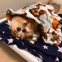 Shelter Stray Male Dog last seen , 54687 Co Rd 19, Bristol, IN 46507, USA