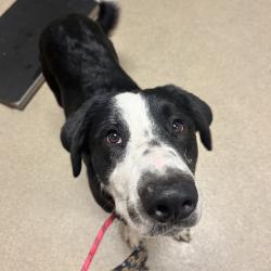 Shelter Stray Male Dog last seen , 54687 Co Rd 19, Bristol, IN 46507, USA