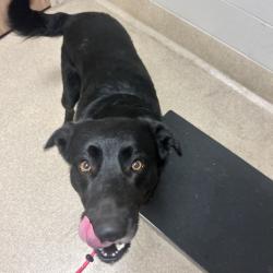 Shelter Stray Male Dog last seen , 54687 Co Rd 19, Bristol, IN 46507, USA