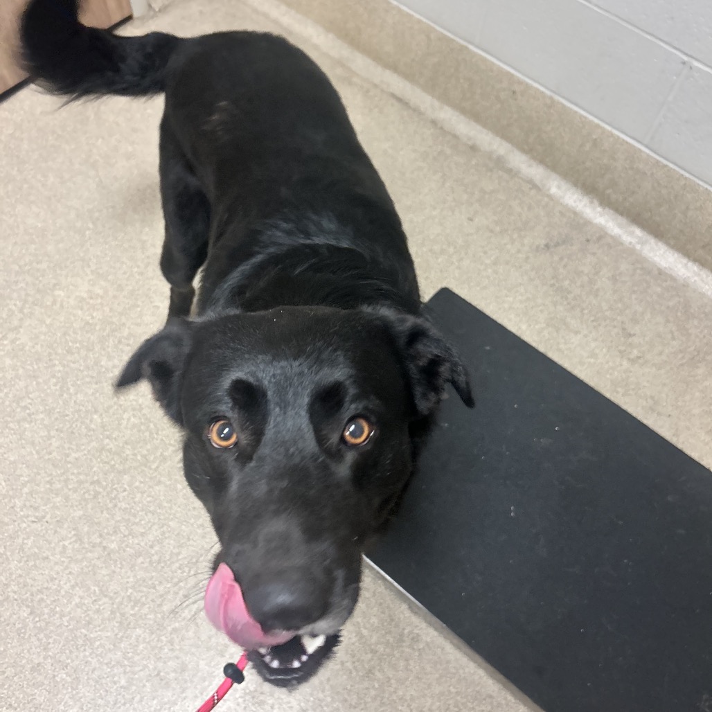 Shelter Stray Male Dog last seen , 54687 Co Rd 19, Bristol, IN 46507, USA