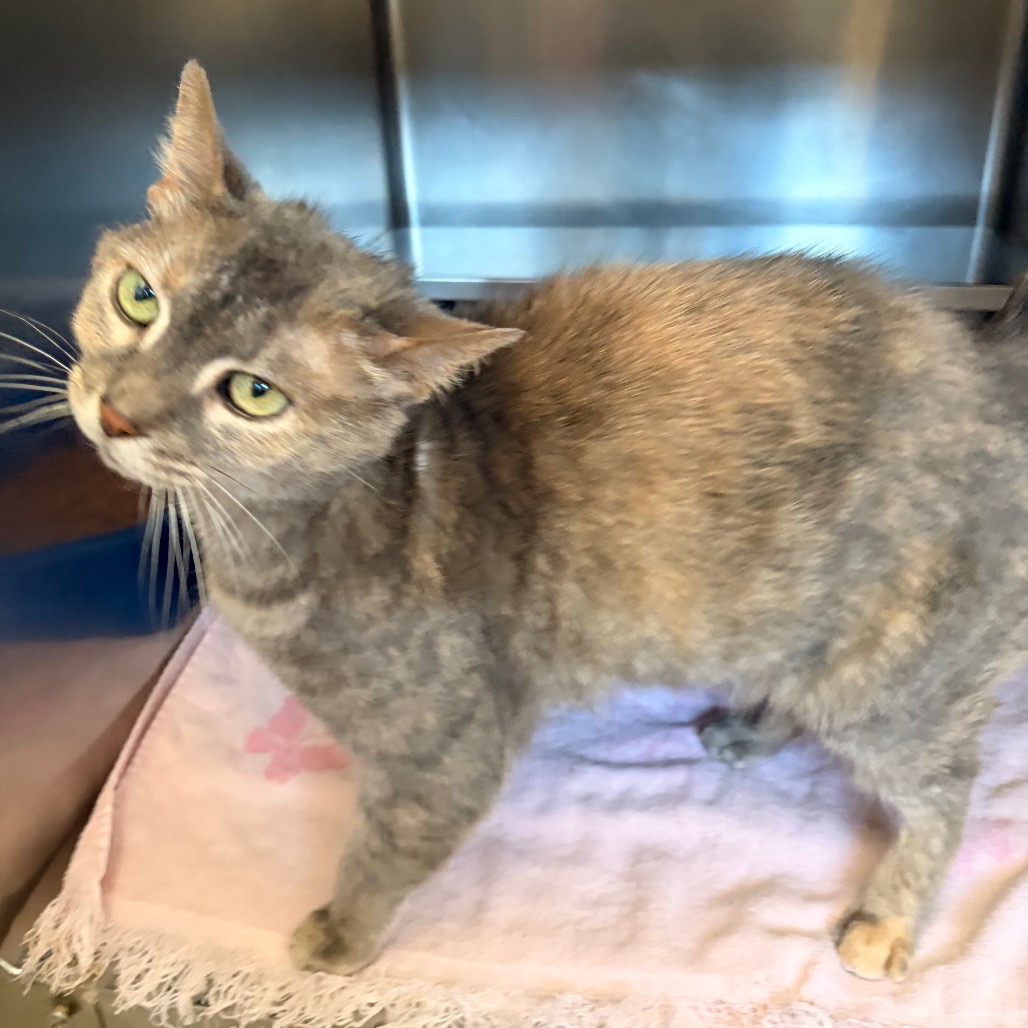 Shelter Stray Female Cat last seen , 54687 Co Rd 19, Bristol, IN 46507, USA