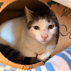 Shelter Stray Male Cat last seen , 54687 Co Rd 19, Bristol, IN 46507, USA