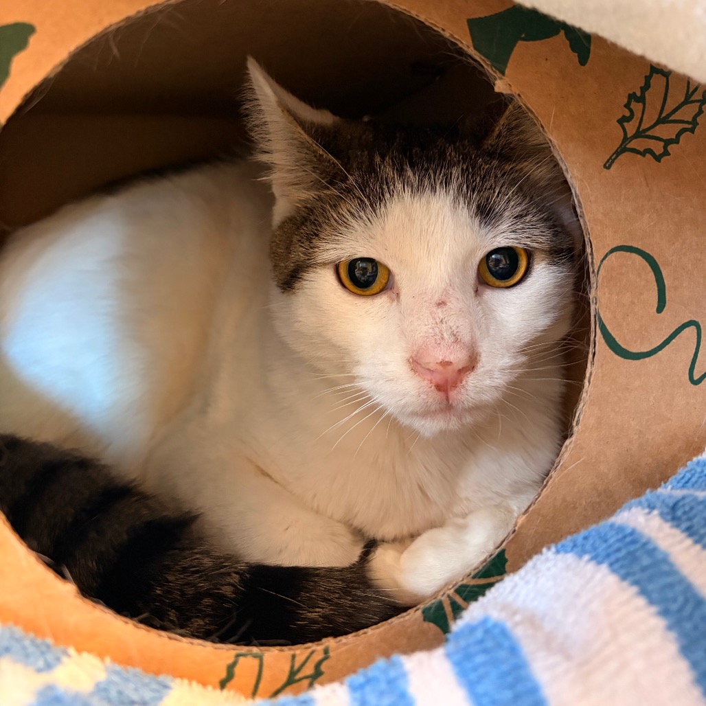 Shelter Stray Male Cat last seen , 54687 Co Rd 19, Bristol, IN 46507, USA