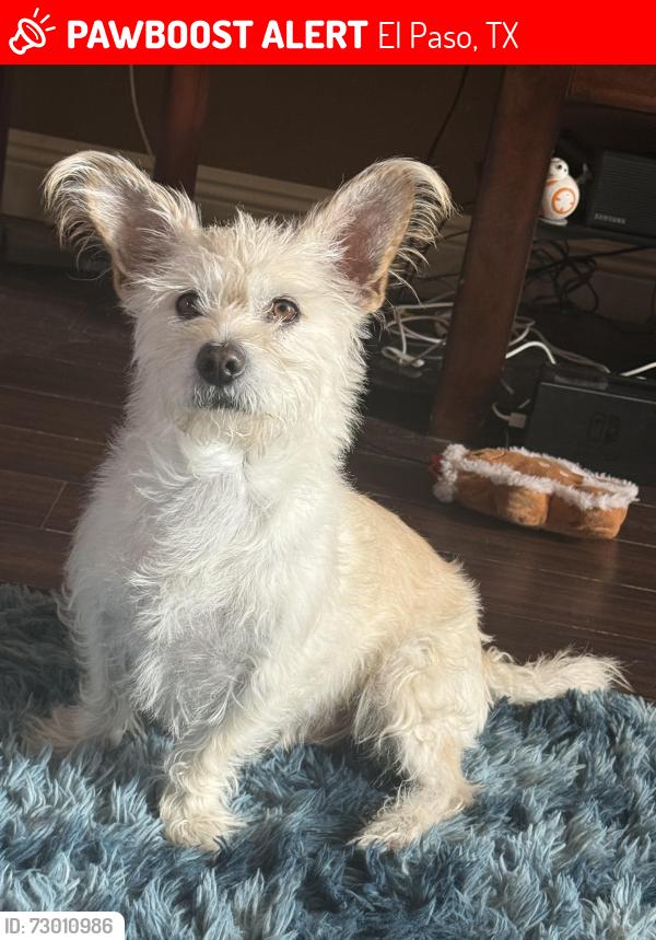 Lost Male Dog last seen Joel DR , El Paso, TX 79924