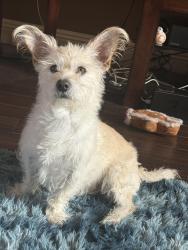 Lost Male Dog last seen Joel DR , El Paso, TX 79924