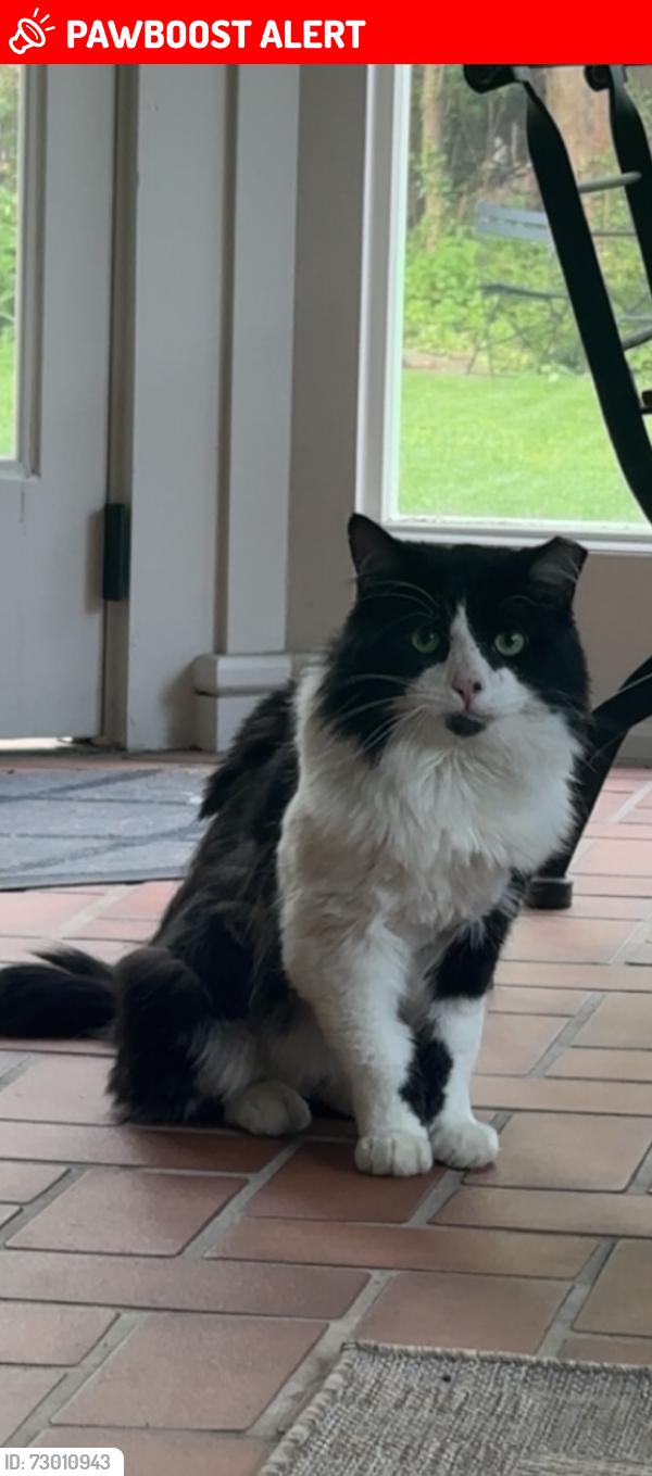 Lost Male Cat last seen Cedar Fairmount, Cleveland Heights, OH 44106