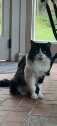 Lost Male Cat last seen Cedar Fairmount, Cleveland Heights, OH 44106