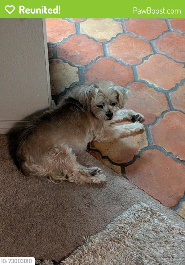 Reunited Female Dog last seen In neighborhood near hses leaving N Hastings st, Santa Ana, CA 92703