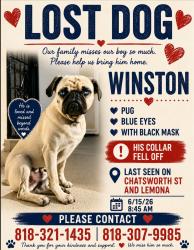 Lost Male Dog last seen Chatsworth and lemona, Los Angeles, CA 91345