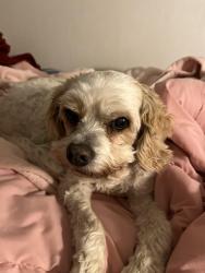 Lost Female Dog last seen Ballentine pike, Springfield, OH 45502