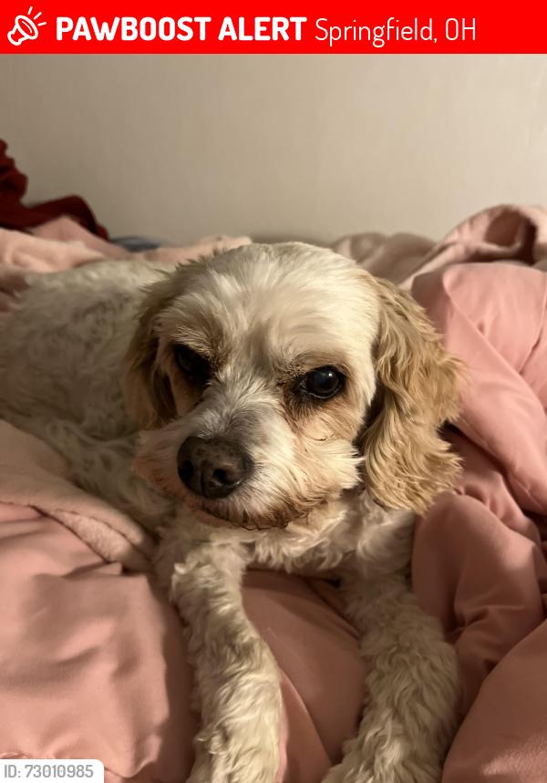 Lost Female Dog last seen Ballentine pike, Springfield, OH 45502