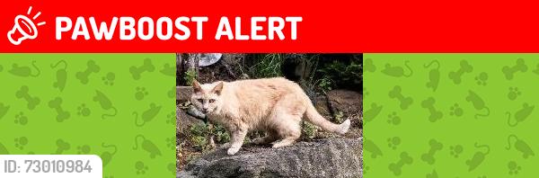 Lost Female Cat last seen King James Lane near Wesley Street, Atlantic Highlands, NJ 07716