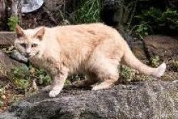 Lost Female Cat last seen King James Lane near Wesley Street, Atlantic Highlands, NJ 07716