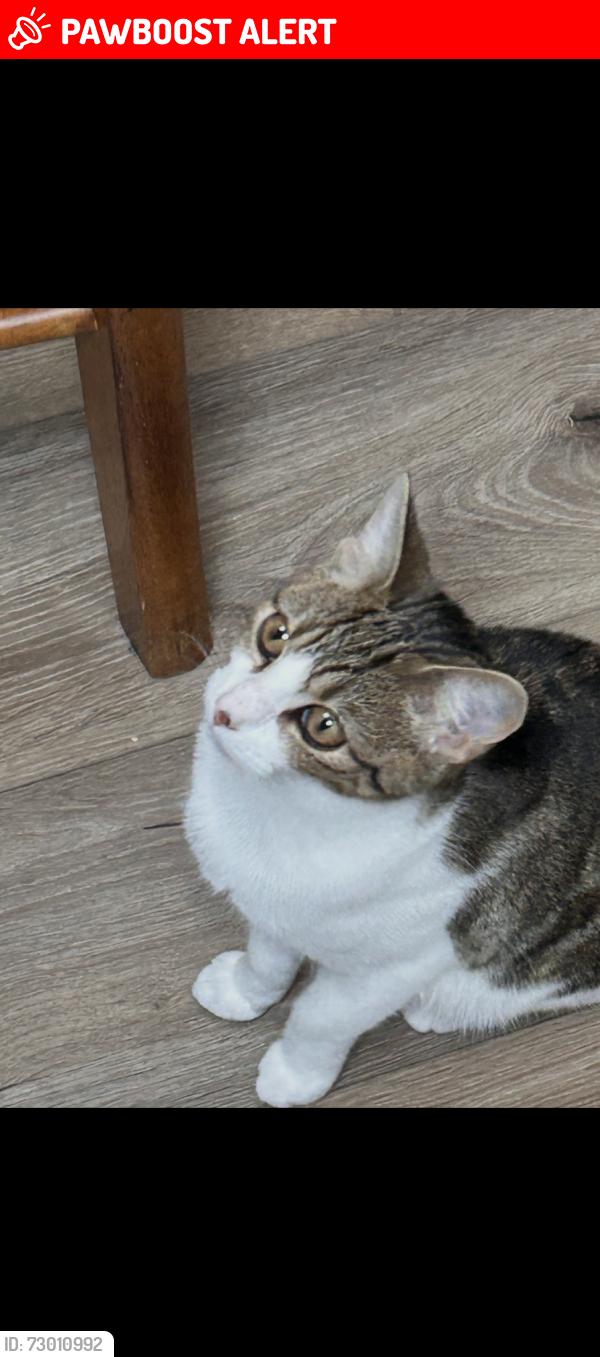 Lost Female Cat last seen Olton , West Midlands, England B92