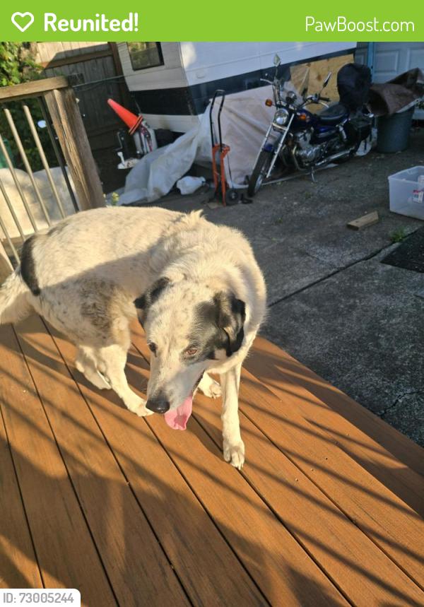 Reunited Female Dog last seen River Rd, Oak Grove, OR 97267