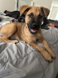 Reunited Female Dog last seen Downtown Sarasota near 7 eleven, Sarasota, FL 34237