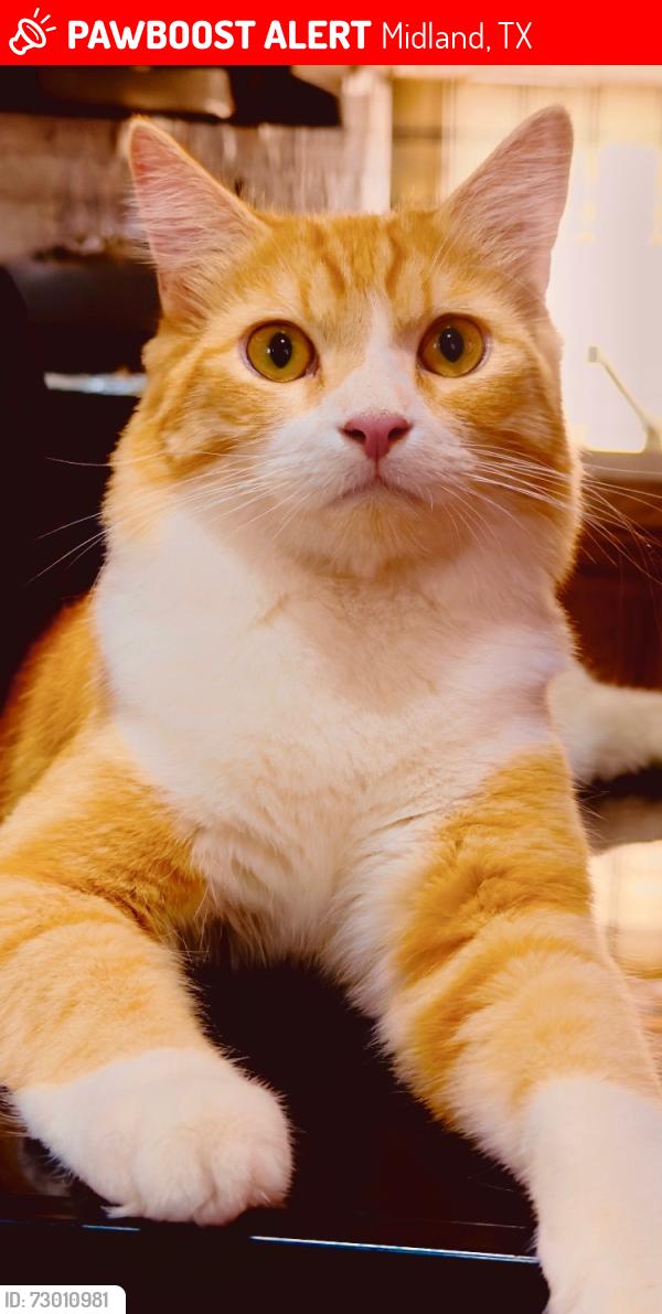 Lost Male Cat last seen Close to 158 and 1213 , Midland, TX 79706