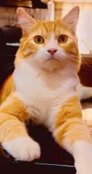 Lost Male Cat last seen Close to 158 and 1213 , Midland, TX 79706
