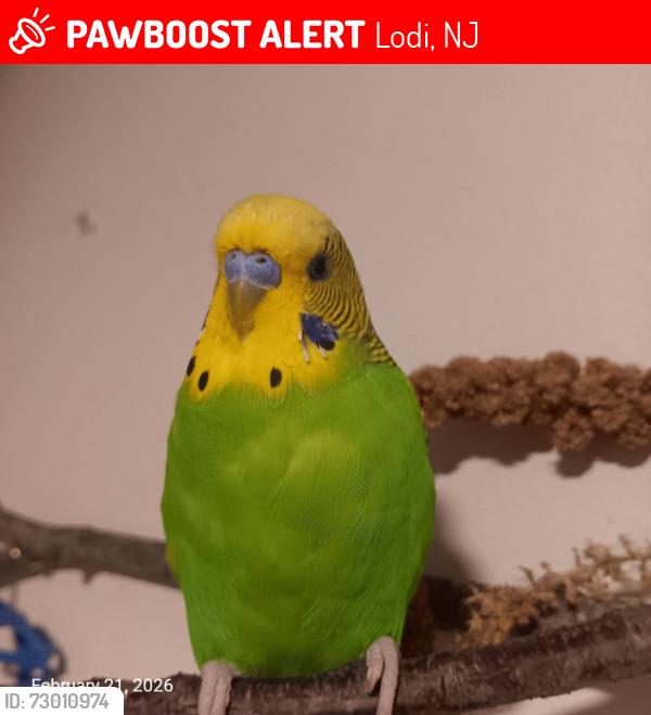 Lost Male Bird last seen Westervelt Pl., Westminster Pl., Corabelle Ave., Lodi, NJ 07644